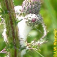 Distelbladroller (Epiblema scutelana)